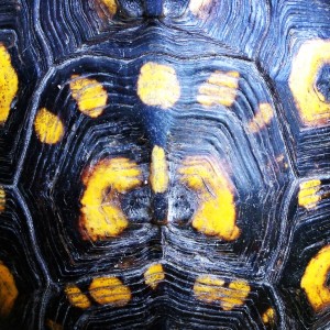 turtle creation
