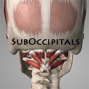 suboccipitals